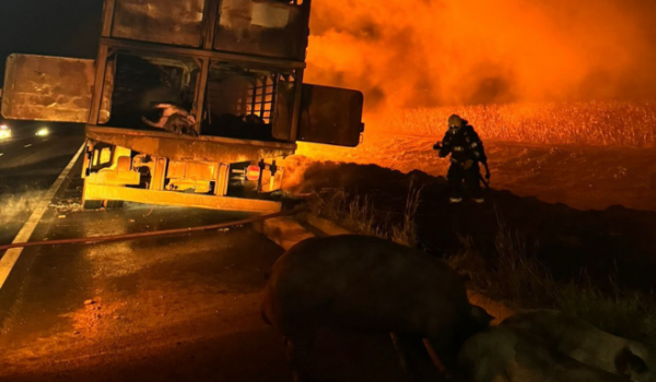 Bombeiros salvam animais durante incêndio em caminhão na BR-060 entre Rio Verde e Jataí