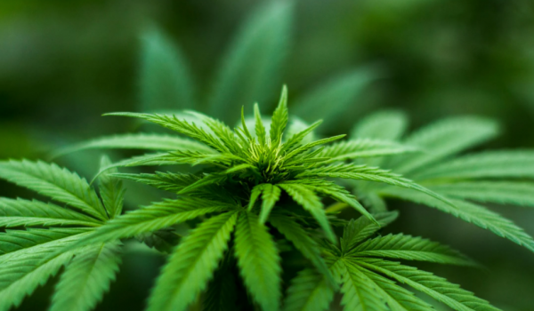 Brasil pode produzir canabidiol legalmente com nova planta descoberta pela UFRJ 