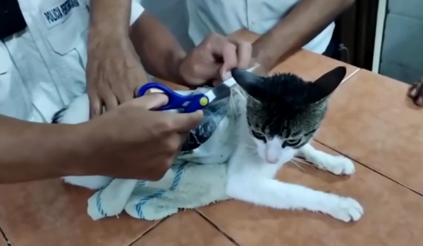 Gato é usado em esquema de tráfico e é capturado em presídio 