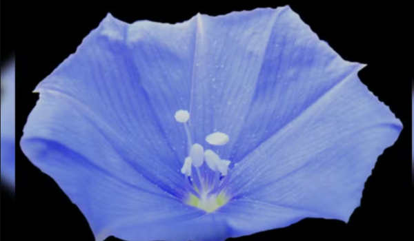 Achado raro: planta azul é descoberta em Goiás, mas pode sumir logo 