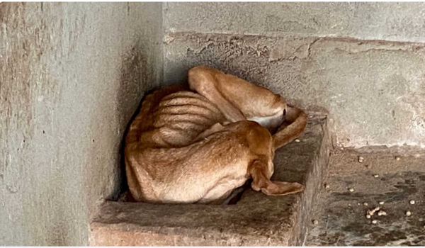 Bicho sofrendo: MP encontra cachorro morto e ração mofada em ONG de Caldas Novas 