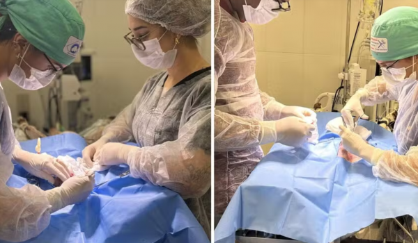 Gato é baleado com chumbinho em Goiânia e passa por cirurgia de emergência