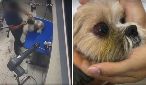 Cadela é agredida durante tosa em pet shop de Aparecida de Goiânia; vídeo comprova 