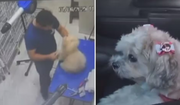 Tosador é indiciado por maus-tratos após agredir cadelas em pet shop de Aparecida 