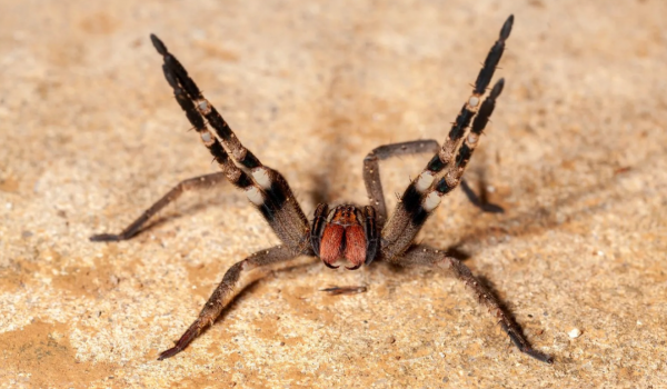 Picada de aranha brasileira pode causar ereção de até quatro horas, apontam pesquisadores 