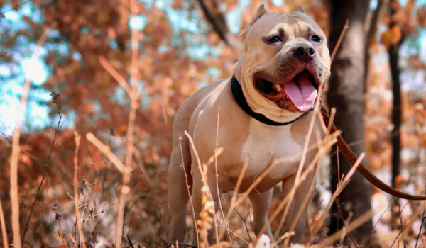 Projeto de lei propõe proibição da reprodução de pitbulls e rottweilers em cidade mineira 