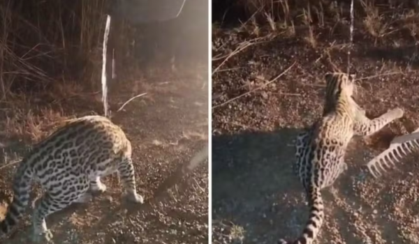 Casal encontra filhote de jaguatirica em rodovia de Goiás e registra o momento 