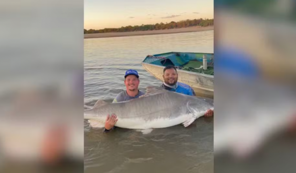 Pescador fisga piraíba de 2,06 metros no Rio Araguaia e reforça importância da preservação 