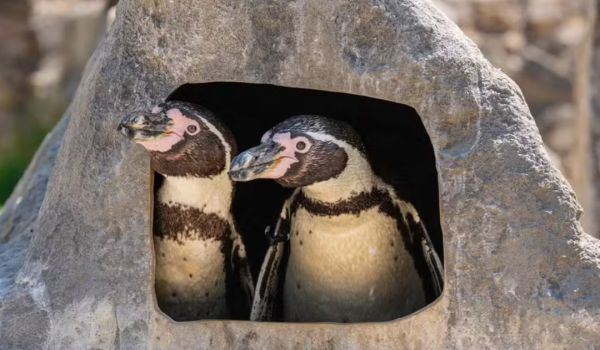 Casal de pinguins machos choca filhote raro em zoológico da Inglaterra 