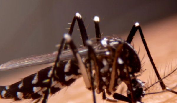 Goiás inicia uso de mosquitos com bactéria para combater dengue, zika e chikungunya 