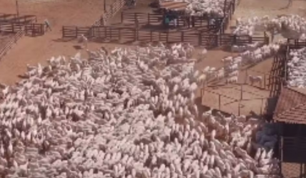 Mais de 2 mil bois reunidos em curral chamam atenção nas redes sociais em Goiás 