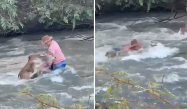 Peão arrisca a vida para salvar bezerro em rio com forte correnteza em Goiás 