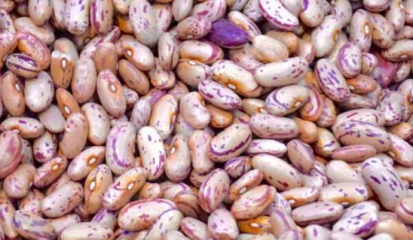 Goiás bate recorde e se consolida como potência nacional na produção de feijão 