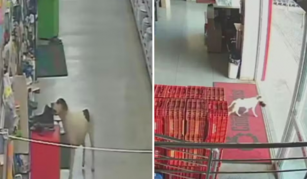Cachorro furta bota em supermercado de Rialma e vídeo viraliza nas redes 