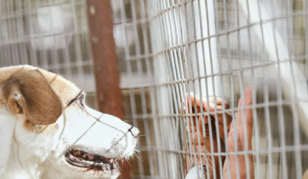 Feira de Adoção em Aparecida de Goiânia terá cães e gatos com vale-castração 