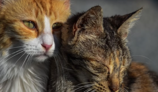 Evento em Goiânia oferece 40 cães e gatos para adoção responsável neste sábado