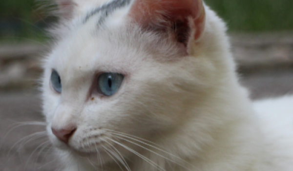 Juíza de Goiânia proíbe criação de gatos comunitários em condomínio