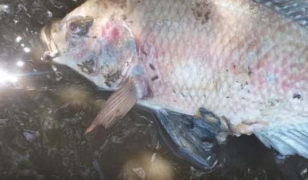 Acrilamida é encontrada em peixes de rios de Goiás e preocupa autoridades de saúde