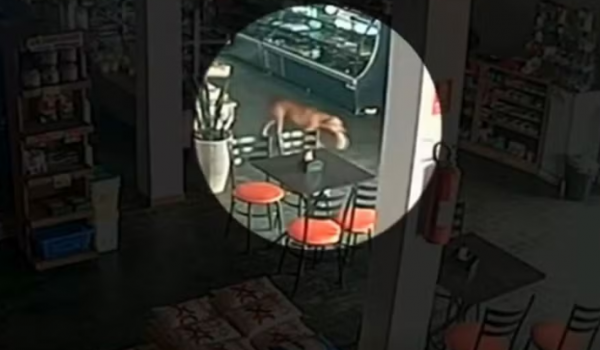 Cadela 'furtando' pão em padaria viraliza em Caturaí