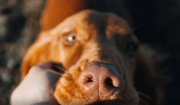 Buriti Shopping realiza nova edição da feira de adoção Deu Match com Meu Pet neste sábado