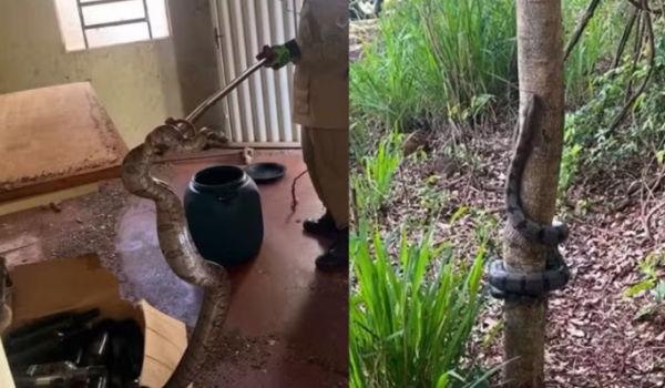 Jiboia de mais de 2 metros é encontrada em cozinha de residência em Quirinópolis