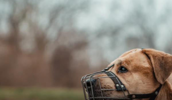 Anápolis pode tornar obrigatória o uso de focinheira para cães de grande porte em espaços públicos