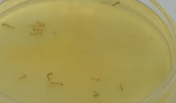 Estudantes de Itumbiara criam gel natural que elimina larvas da dengue em 36 minutos