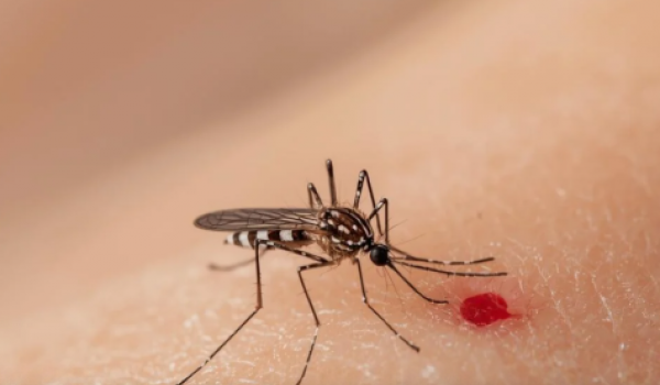 Goiânia registra mais de 27 mil casos de dengue em 2025 e reforça combate ao Aedes aegypti