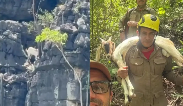 Bode é resgatado após ficar cinco dias preso em desfiladeiro em São Domingos de Goiás