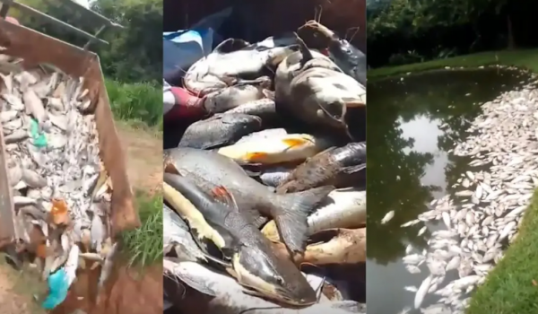 Mortandade de peixes em fazenda de Padre Bernardo é investigada pela polícia