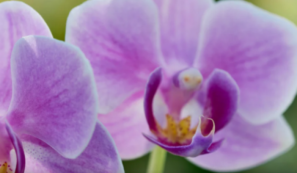Curso sobre cultivo de orquídeas será realizado em Goiânia com foco em adubação