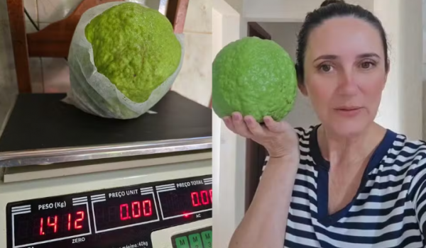 Goiaba de 1,4 kg colhida em Vianópolis quase bate recorde mundial e impressiona moradores