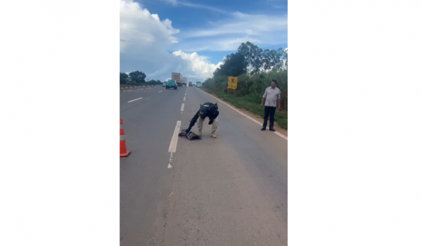 PRF resgata jiboia ao tentar atravessar rodovia em Anápolis