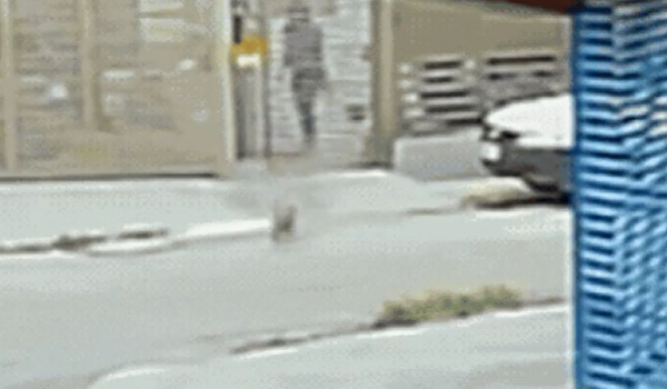 Cachorro comunitário sofre queimaduras após ataque em Goiânia