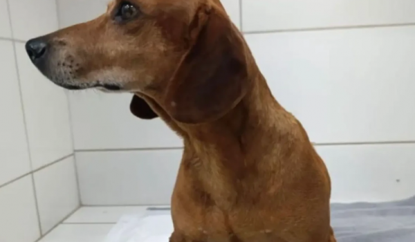 Mulher é indiciada após ataque brutal a cachorro em Goiânia