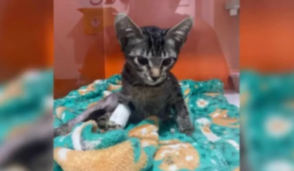 Psicólogo é condenado a 9 anos por morte de 17 gatos