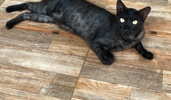 Goiânia recebe feira de adoção com mais de 30 animais