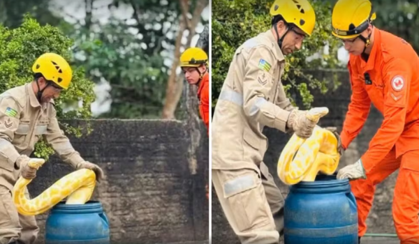 Píton de 4 metros é capturada às margens do Araguaia