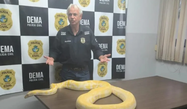 Píton filmada em rua fugiu antes de apresentação, diz polícia