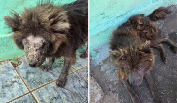 Mulher é presa após cães serem achados sem água e comida em Goiânia