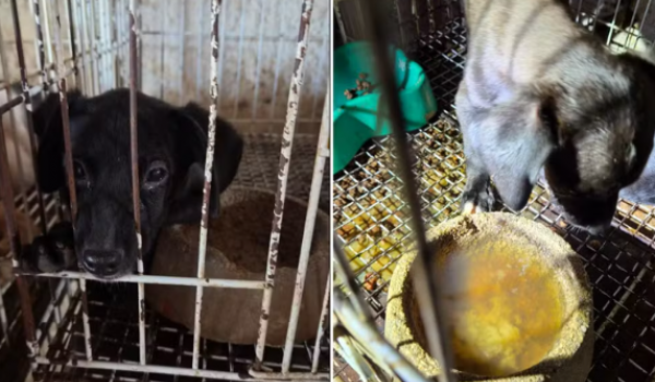 Operação resgata 23 animais e prende responsáveis por pet shop em Goiânia