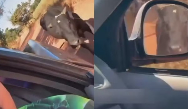 Homem é investigado após arrastar boi com caminhonete e divulgar vídeo nas redes