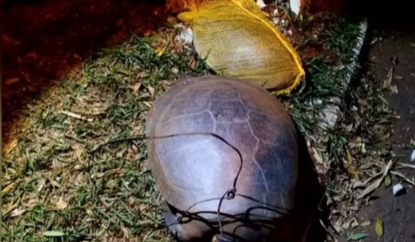 Duas tartarugas são encontradas mortas com sinais de violência em lago de Jataí
