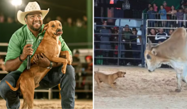 Caramelo que enfrentou touro em rodeio é adotado e ganha novo nome