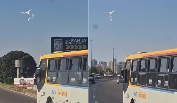 Pipa acompanha ônibus durante trajeto pela BR-153 em Goiânia