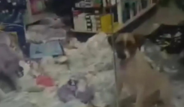 Cachorro invade farmácia em Pontalina e destrói fraldas