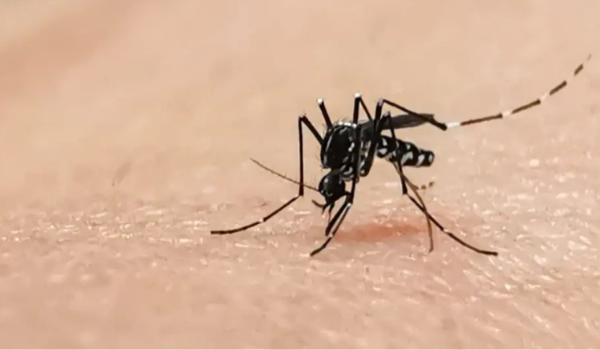 Chikungunya dispara 609% em Goiânia e já supera 2025
