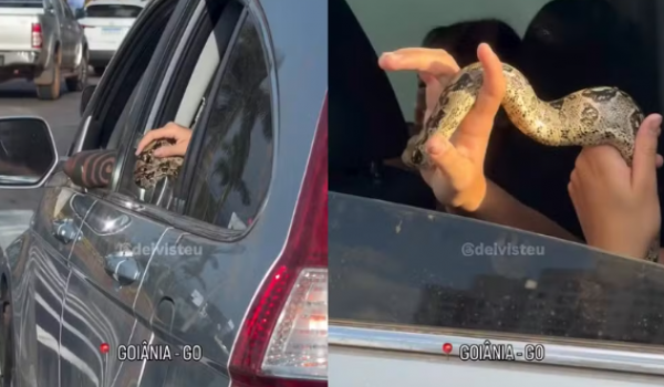 Jiboia é flagrada dentro de carro durante trânsito em Goiânia