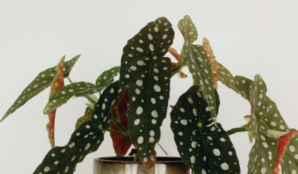 Aparecida de Goiânia recebe bazar de plantas neste fim de semana 
