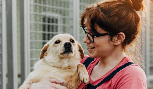 Goiânia terá feira com 31 cães disponíveis para adoção